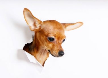 The head of a puppy peeks through a hole on a white background. The dog crawled into the hole in the paper. Russian Toy Terrier. Horizontal studio image. clipart