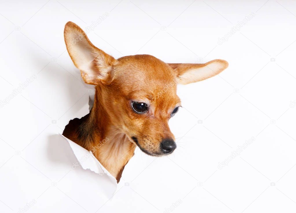 The head of a puppy peeks through a hole on a white background. The dog crawled into the hole in the paper. Russian Toy Terrier. Horizontal studio image.
