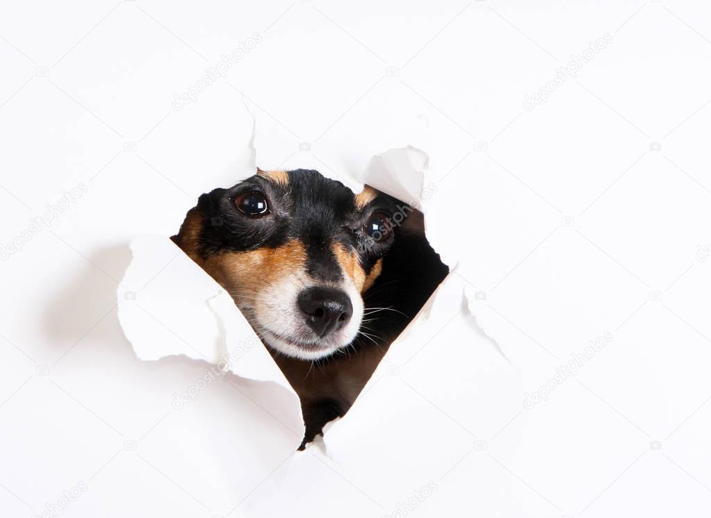 The muzzle of a dog peeks through a paper hole. Concept portrait of a black and tan puppy on a white background. Russian toy terrier.