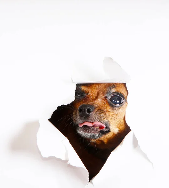 Perro Mira Través Del Agujero Papel Retrato Conceptual Cachorro Pelirrojo Fotos De Stock Sin Royalties Gratis