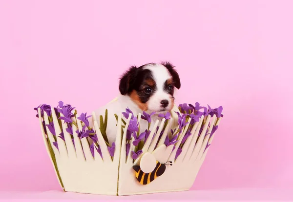 Lindo Cachorro Está Sentado Una Canasta Con Flores Lila Falen — Foto de Stock