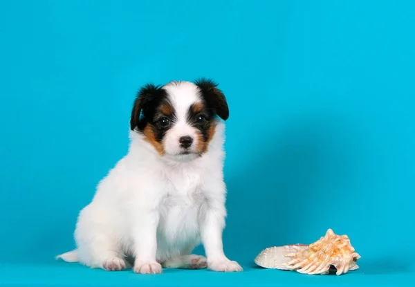 Lindo Cachorro Blanco Posa Junto Una Concha Perro Pequeño Sienta — Foto de Stock