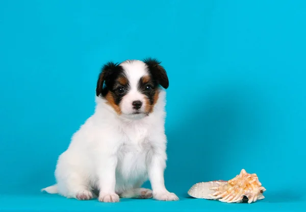 Filhote Cachorro Branco Bonito Posa Lado Uma Concha Cão Pequeno Fotos De Bancos De Imagens