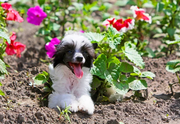 Mosquito Mordeu Olho Cão Bonito Cachorrinho Fofo Encontra Chão Flores — Fotografia de Stock