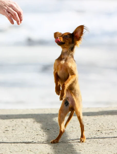 Dog Asks Food Standing Its Hind Legs Man Hand Stretches — Stock Photo, Image