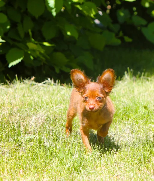 Маленькая Активная Собака Зеленой Траве Щенок Рыжий Прыгает Улицу Животное — стоковое фото
