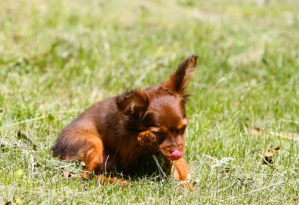 Cachorro Pequeño Expresa Una Emoción Vergüenza Perro Pelirrojo Sienta Hierba — Foto de Stock