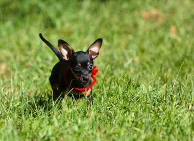 Siyah ve tabaklamak köpek yavrusu yeşil çim çalışır. Komik küçük köpek park Caddesi üzerinde atlama. Yaz bir yürüyüş için etkin bir hayvan. Düz saçlı Rus oyuncak korkunç. Yatay görüntü.