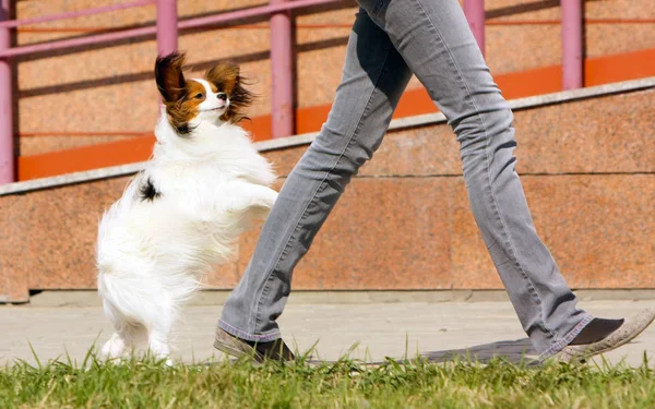 Papillon Follows Man His Hind Legs Active White Dog Walks — Stock Photo, Image