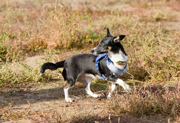 Siyah Beyaz Köpek Kuru Çim Üzerinde Yürür Şirin Köpek Yavrusu — Stok fotoğraf