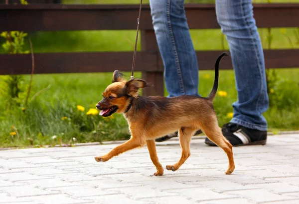 Happy Red Haired Puppy Runs Next Owner Walk Man Walks — Stock Photo, Image