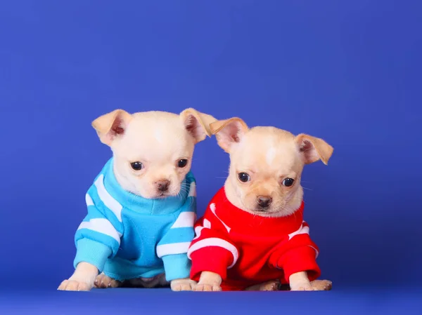 Dos Chihuahuas Sobre Fondo Azul Estudio Lindos Cachorros Posando Ropa — Foto de Stock