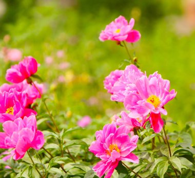 Seçici odaklı pembe çiçeklerin zarif arka planı. Bulanık yeşil arka plan. Uzayı kopyala Kapatın. Metin için boş alan.