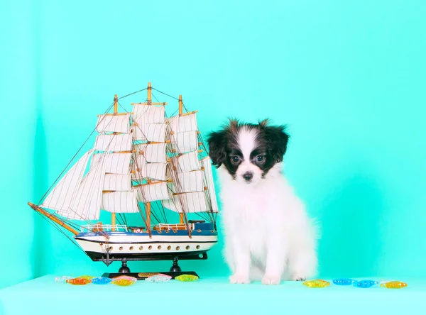 Cute Puppy Papillon Posing Next Ship Small Dog Turquoise Background — Stock Photo, Image