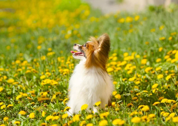 Retrato Papillon Perfil Contra Fundo Dentes Leão Amarelos Bonito Cão — Fotografia de Stock