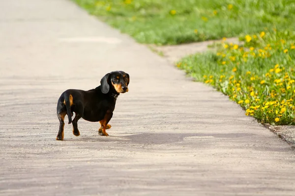 Dachshund Walks Asphalt Open Air Cute Black Dog Spring Posing — Stock Photo, Image