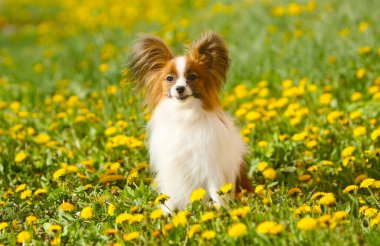 Sarı karahindiba arka planında Papillon 'un portresi. Açık havada çimlerin üzerinde oturan sevimli gülümseyen köpek. Parkta poz veren güzel bir köpek yavrusu. Boşluğun kopyası.