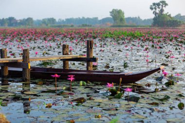 Kırmızı nilüfer çiçeği tarlasında eski ahşap bir tekne.