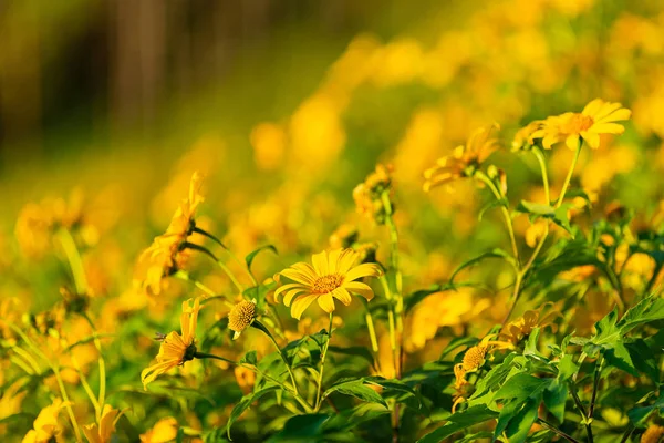 山の上の晴れた日には黄色い花畑やメキシコのひまわり畑 — ストック写真