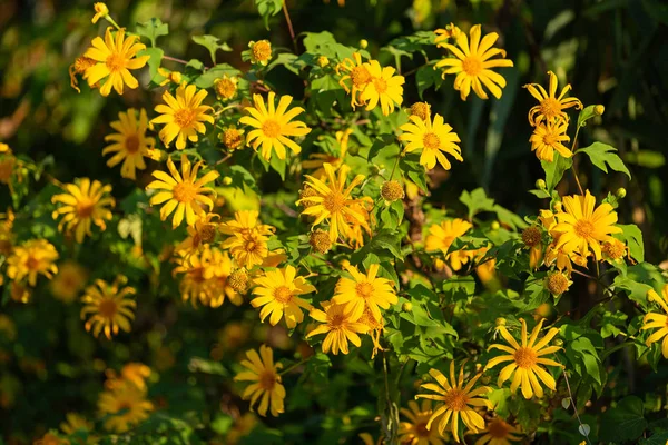 Campo Flores Amarelas Campo Flores Girassol Mexicano Dia Ensolarado Topo — Fotografia de Stock