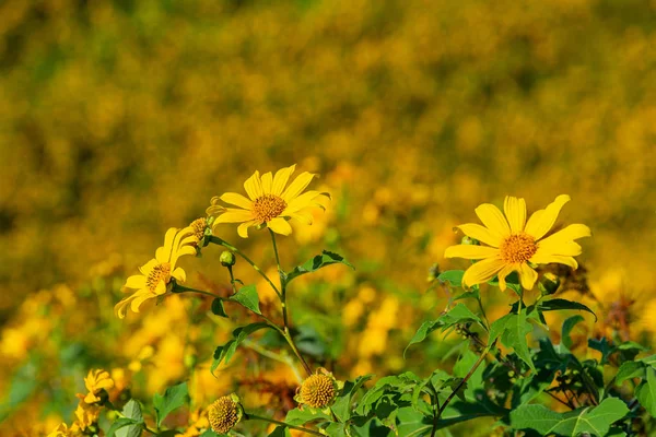 Gelbes Blumenfeld Oder Mexikanisches Sonnenblumenfeld Sonnigen Tagen Auf Dem Gipfel — Stockfoto