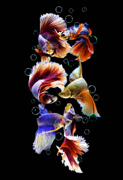 Siyah arka planda kabarcıkları olan Siyam dövüşçü balık grubu.