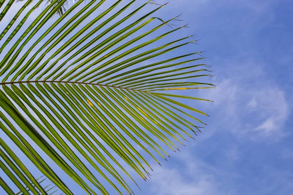 Folha Palmeira Céu Azul Mar Tropical Dia Sol — Fotografia de Stock