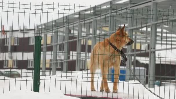 Ένας σκύλος φύλακας σε μια αλυσίδα γαβγίζει και φρουρεί την περιοχή.. — Αρχείο Βίντεο