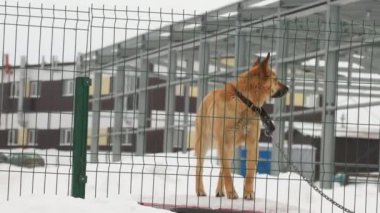 Zincirli bir bekçi köpeği havlar ve bölgeyi korur..