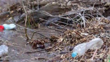 Göl suyunda bir sürü plastik şişe var. Çevre kirliliği, mikro plastik