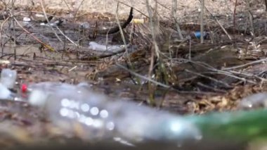 Göl suyunda bir sürü plastik şişe var. Çevre kirliliği, mikro plastik