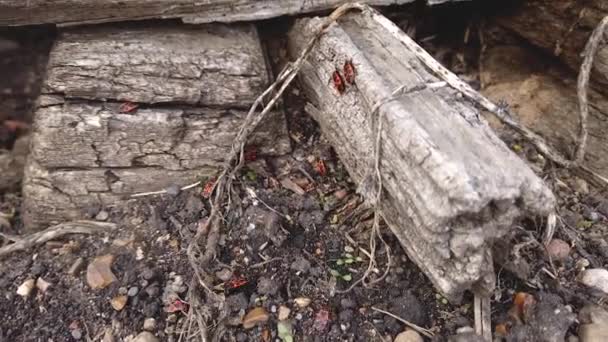 Pyrrhocoris apterus böceği sürüsünün dinamik hızlandırılmış yaşamı. Kırmızı Asker Çizgili Böcek, Ateşböceği, Dökülmüş Pandurus — Stok video