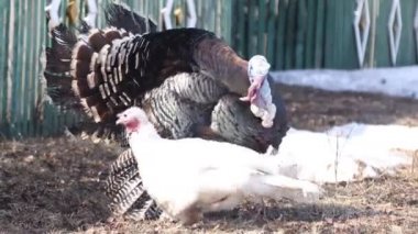 Hindinin çiftleşme oyunları. Erkek dişileri ezer ve onlarla ilgilenir. Çiftlik kuşları