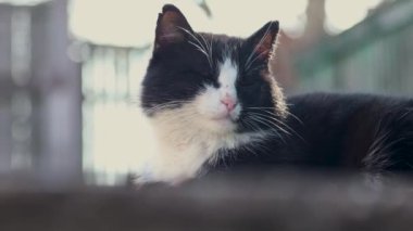 Evcil siyah beyaz kedi temiz havada dinleniyor.
