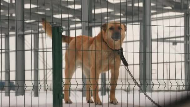 Un perro guardián en una cadena ladra y protege el territorio . — Vídeo de stock