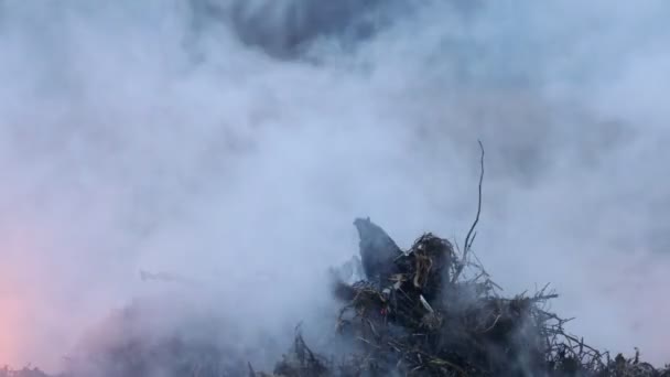 feu dans le champ d'une herbe sèche de près. Incendie de forêt au printemps, herbe sèche et arbres en fumée et en flammes 