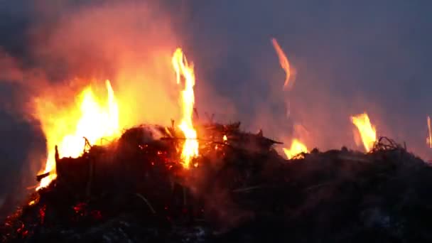 Oheň na poli suché trávy zblízka. Lesní požár na jaře, suchá tráva a stromy v kouři a plamenech — Stock video