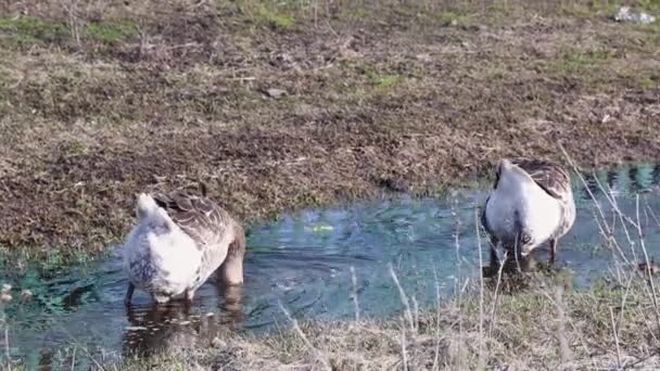 Gänse laufen am Wasser entlang und tauchen auf der Suche nach Nahrung ab. — Stockvideo