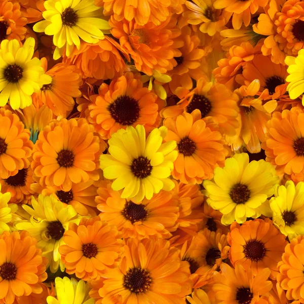 Kusursuz, turuncu ve sarı Calendula çiçeklerinin yinelenen arka planı