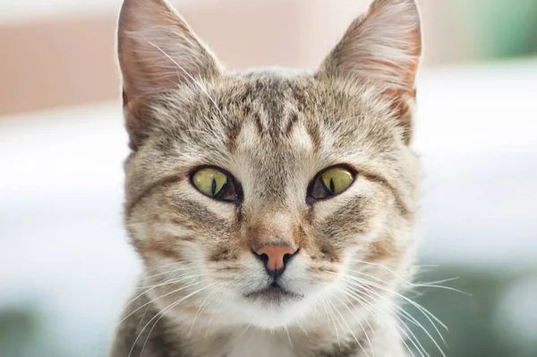 Üçüncü göz kapağı hastalığı olan sevimli bir kedi. (Nictitating Membrane Protrusion))