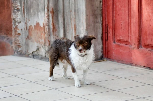 Cute small mutt dog with a large white mane and a mohawk posing near a red door and a weathered wall