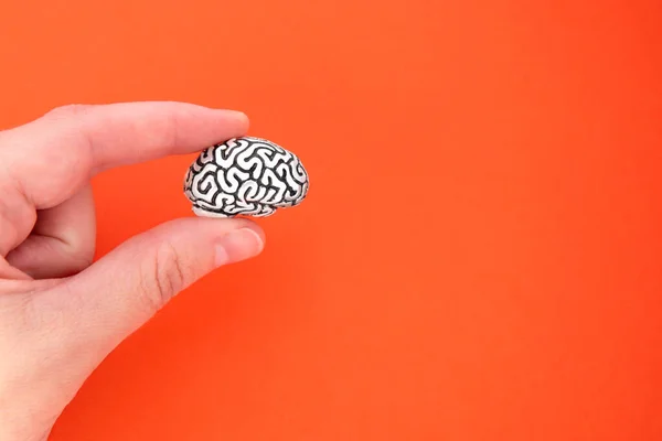 Kvinnlig Hand Hålla Liten Mänsklig Hjärna Modell Stål Visar Hjärnan — Stockfoto