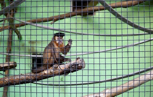 Brązowa Małpa Kapucynka Wypadek Przybicia Piątki Sapajus Nigritus Pozował Kratkami — Zdjęcie stockowe