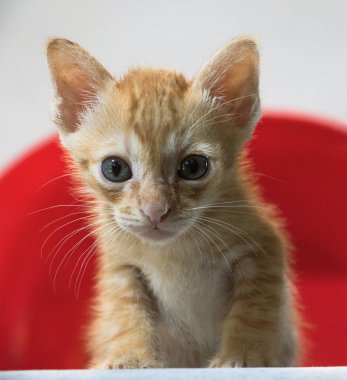 Altın kedi kırmızı nesne ve beyaz arkaplan üzerine öğrenmek için etrafına bakıyor