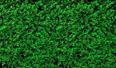 Yeşil yapraklı duvar arkaplanı, doğal duvar dokusu kavramı.