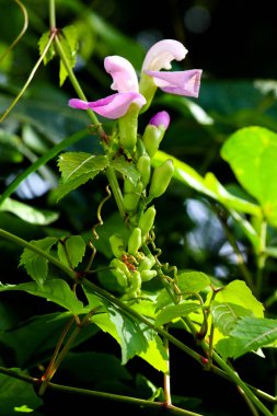 Fasulye çiçeği ve sürünen bitkinin üzerindeki kırmızı karınca.