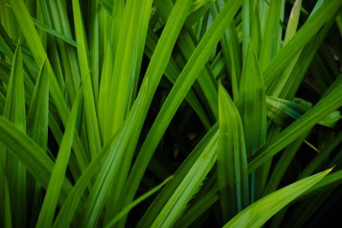 Yeşil Pandan yaprağının gölge karanlığındaki doğa arkaplanı, ön plandaki seçici odak.