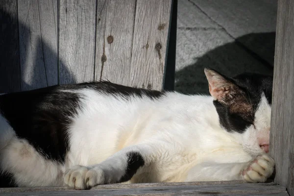 黑白相间的猫睡在老木凳上 — 图库照片