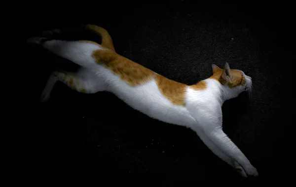 노랗고 고양이는 배경에 고립되어 선택적 초점을 가지고 어둠에서 나온다 — 스톡 사진