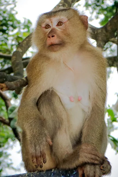 Thaïlande Femelle Macaque Sur Arbre — Photo